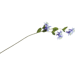 Декорација, Aquilegia 85cm